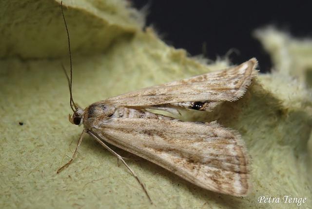 Plaatje bij antwoord