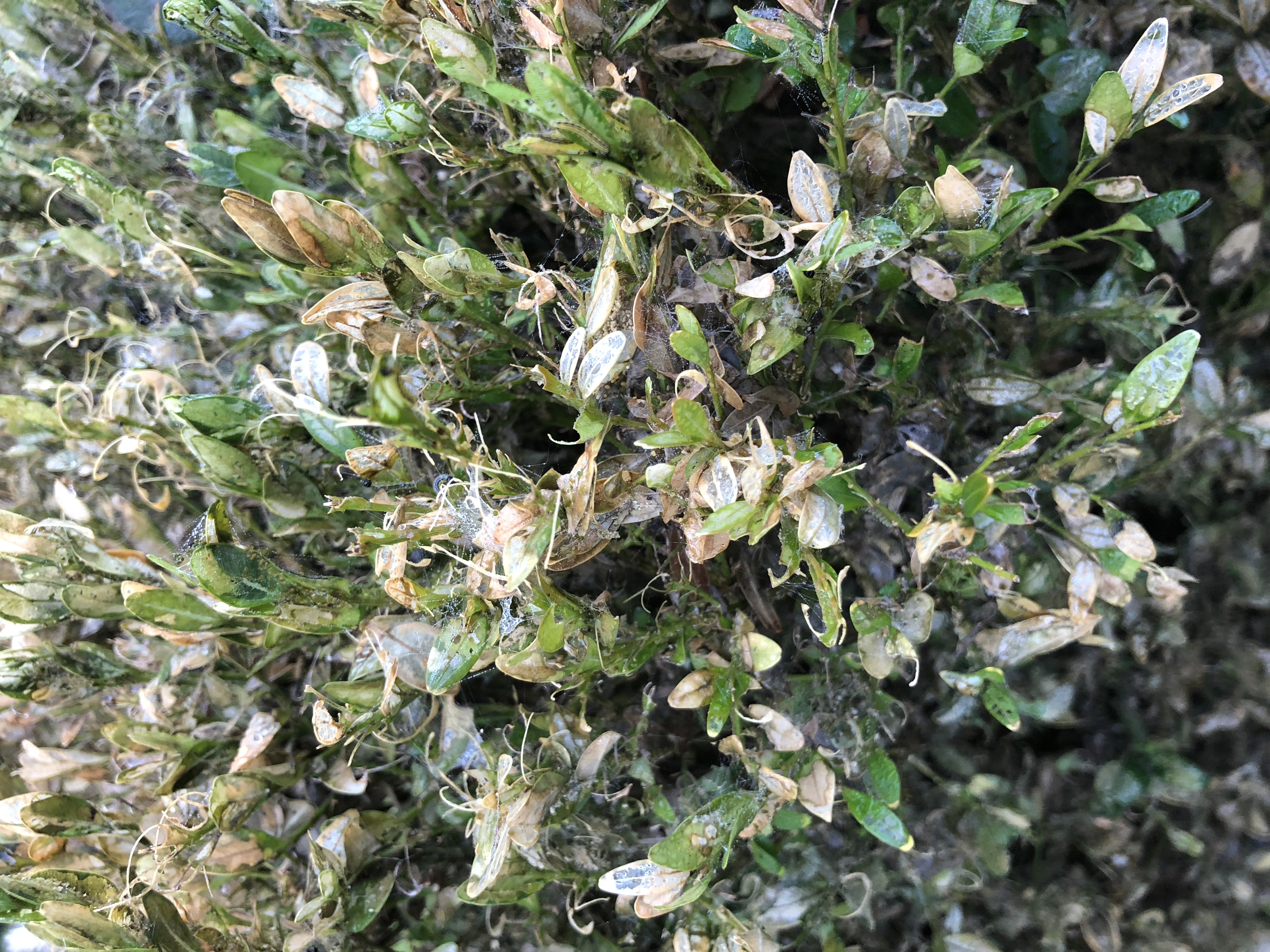 Picture for question