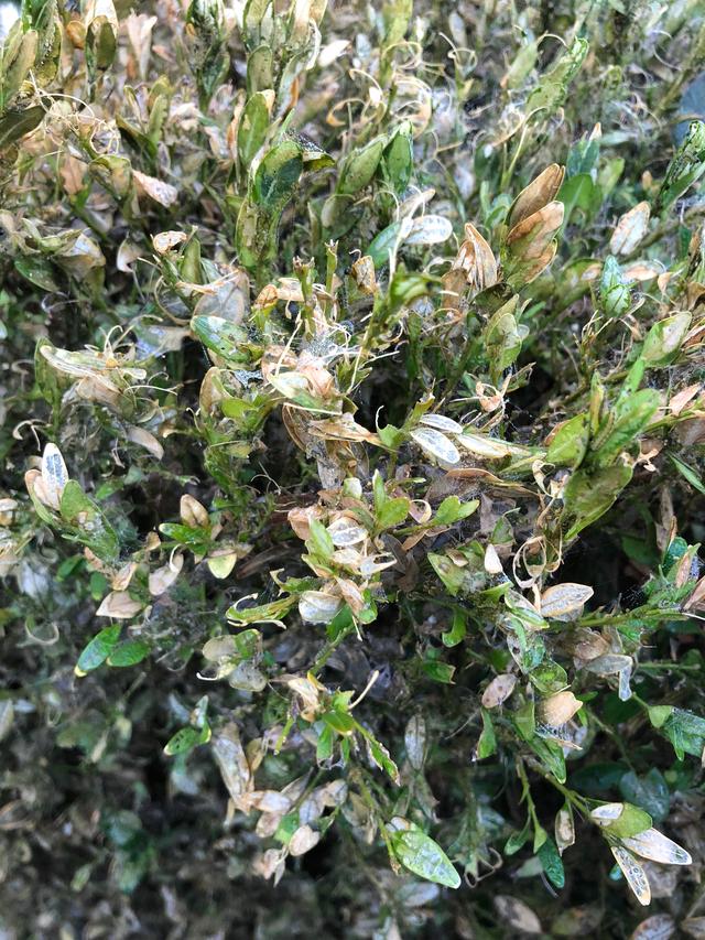 Picture for question