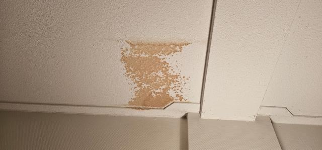 Picture for question