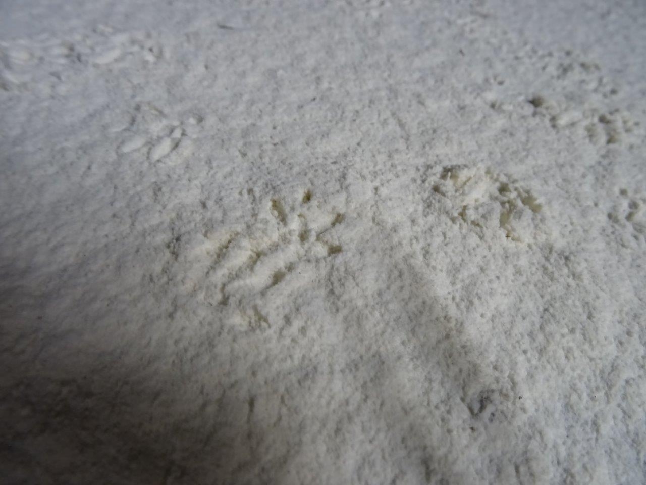 Picture for question