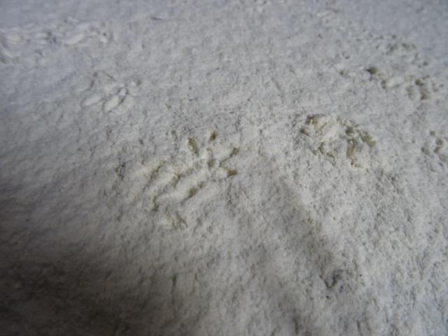 Picture for question