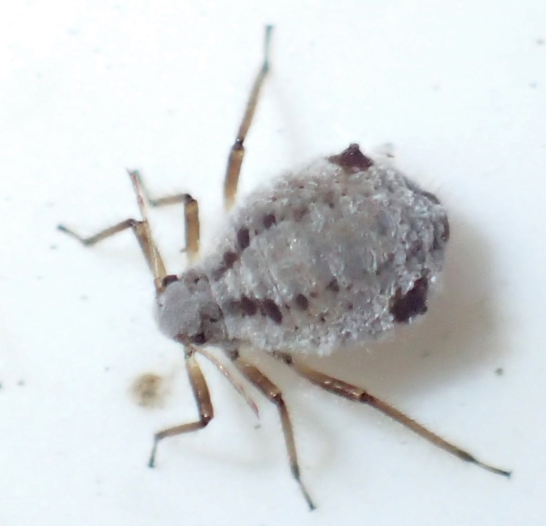 Plaatje bij antwoord