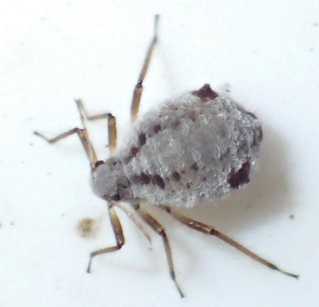 Plaatje bij antwoord