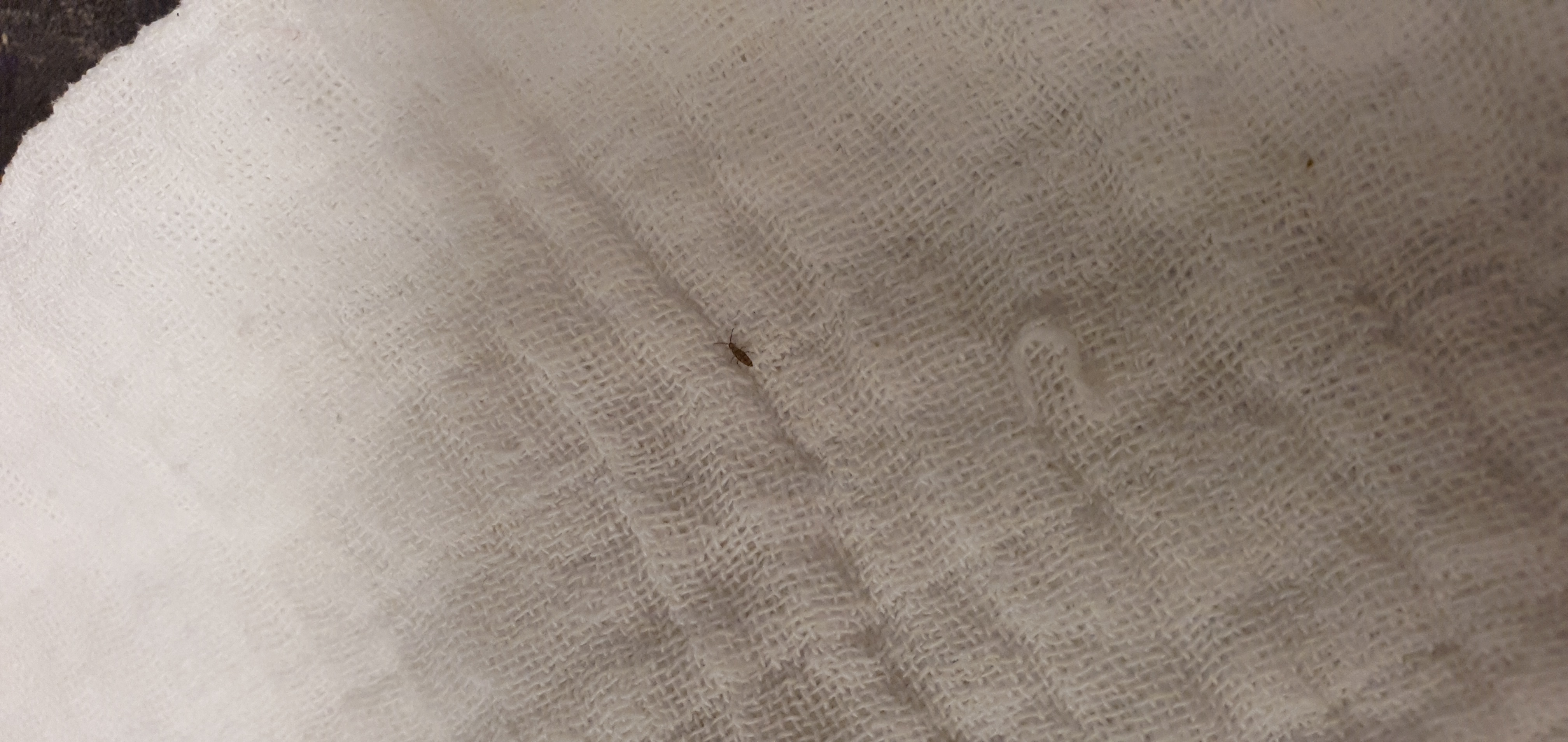 Picture for question