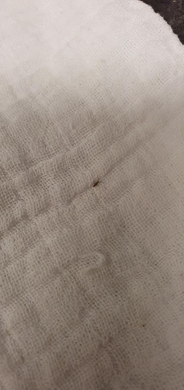 Picture for question