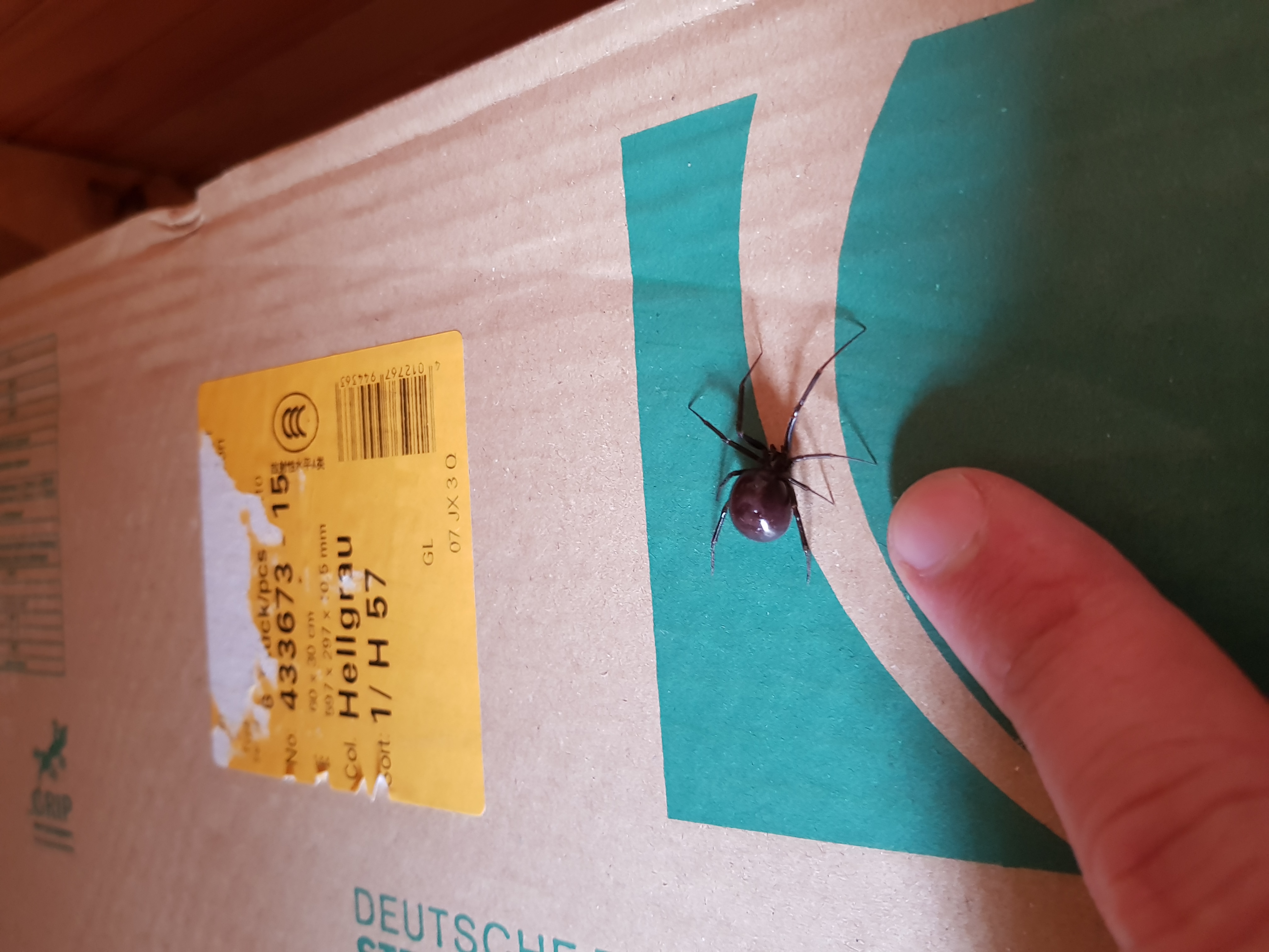 Welke spin is dit? GoeieVraag Welke spin is dit? GoeieVraag