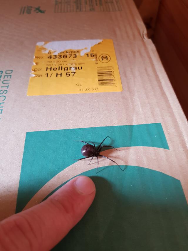 Picture for question