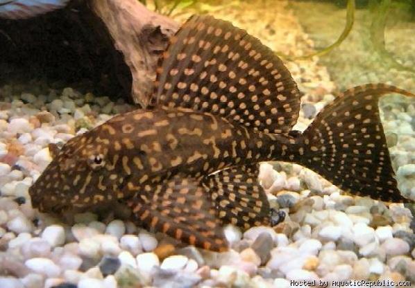 Plaatje bij antwoord