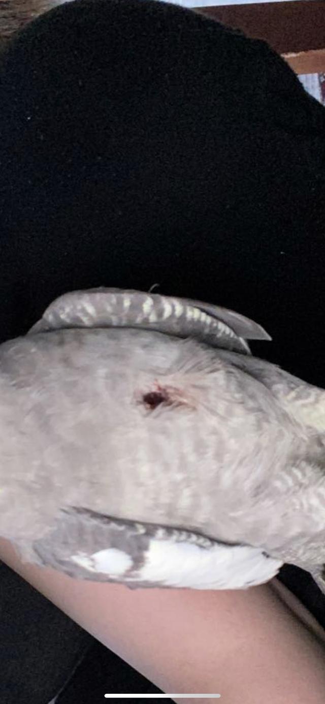 Picture for question