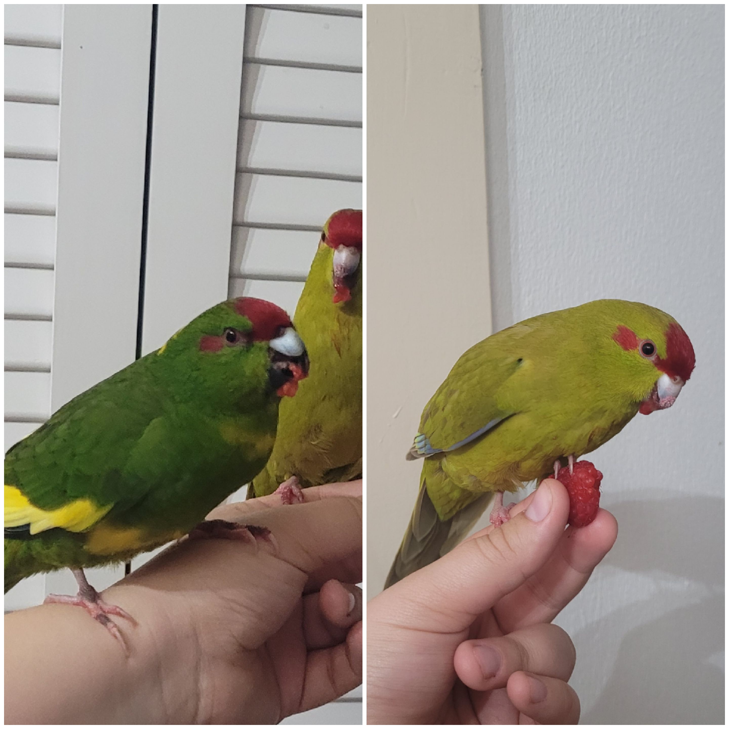 Picture for question