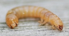 Plaatje bij antwoord