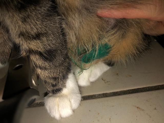 Picture for question