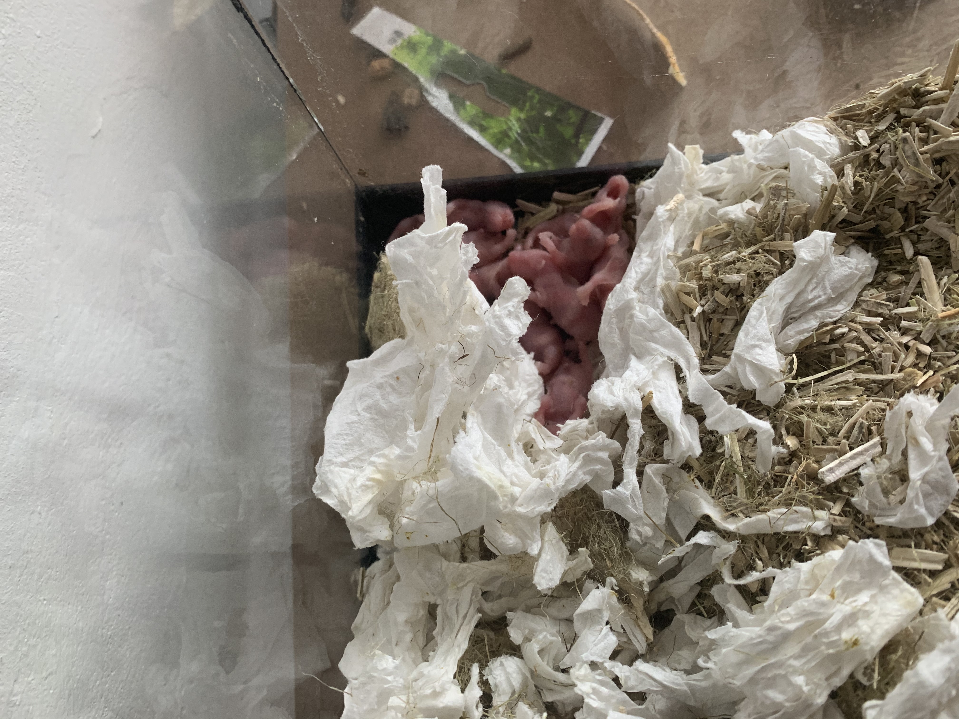 Picture for question