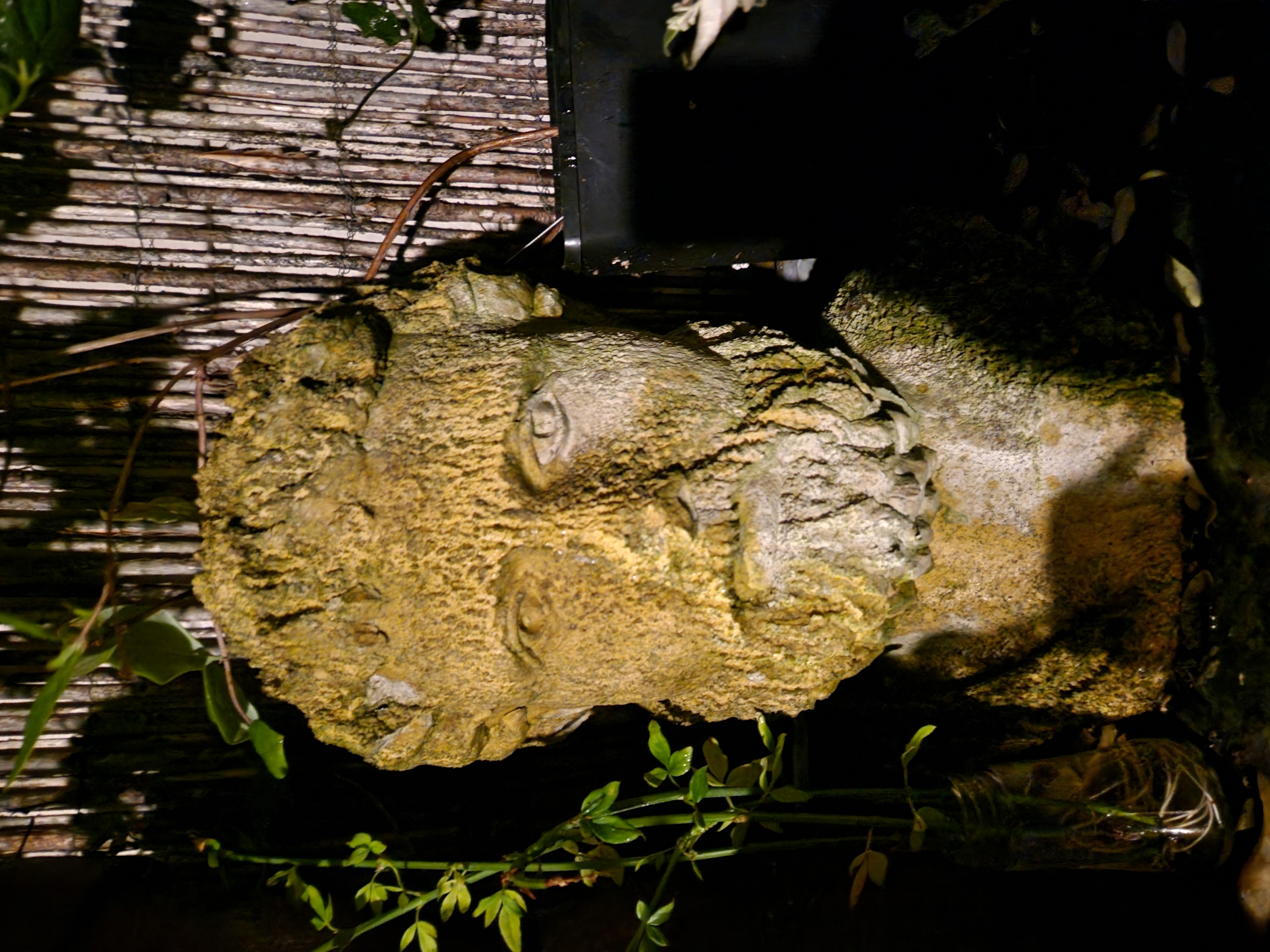 Picture for question