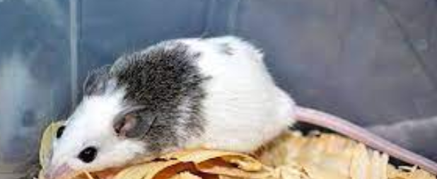 Picture for question