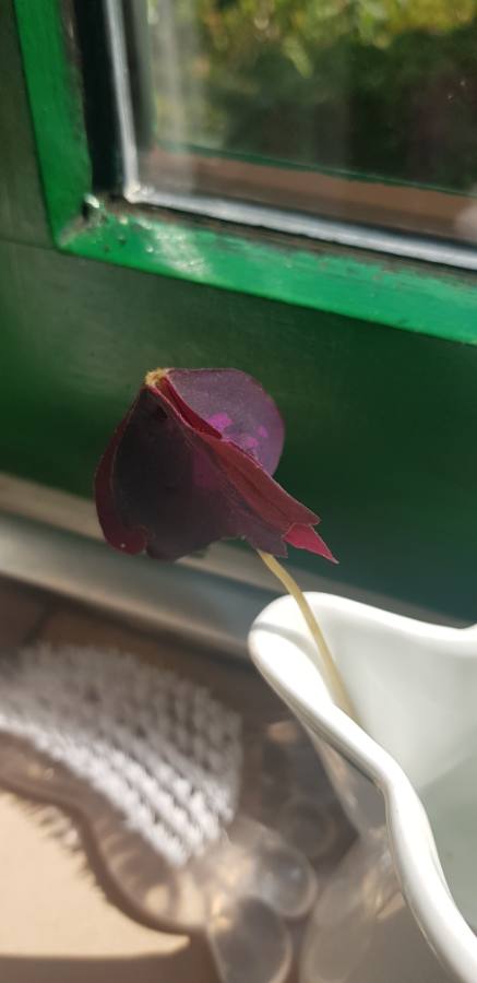 Picture for question