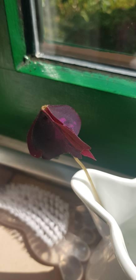 Picture for question