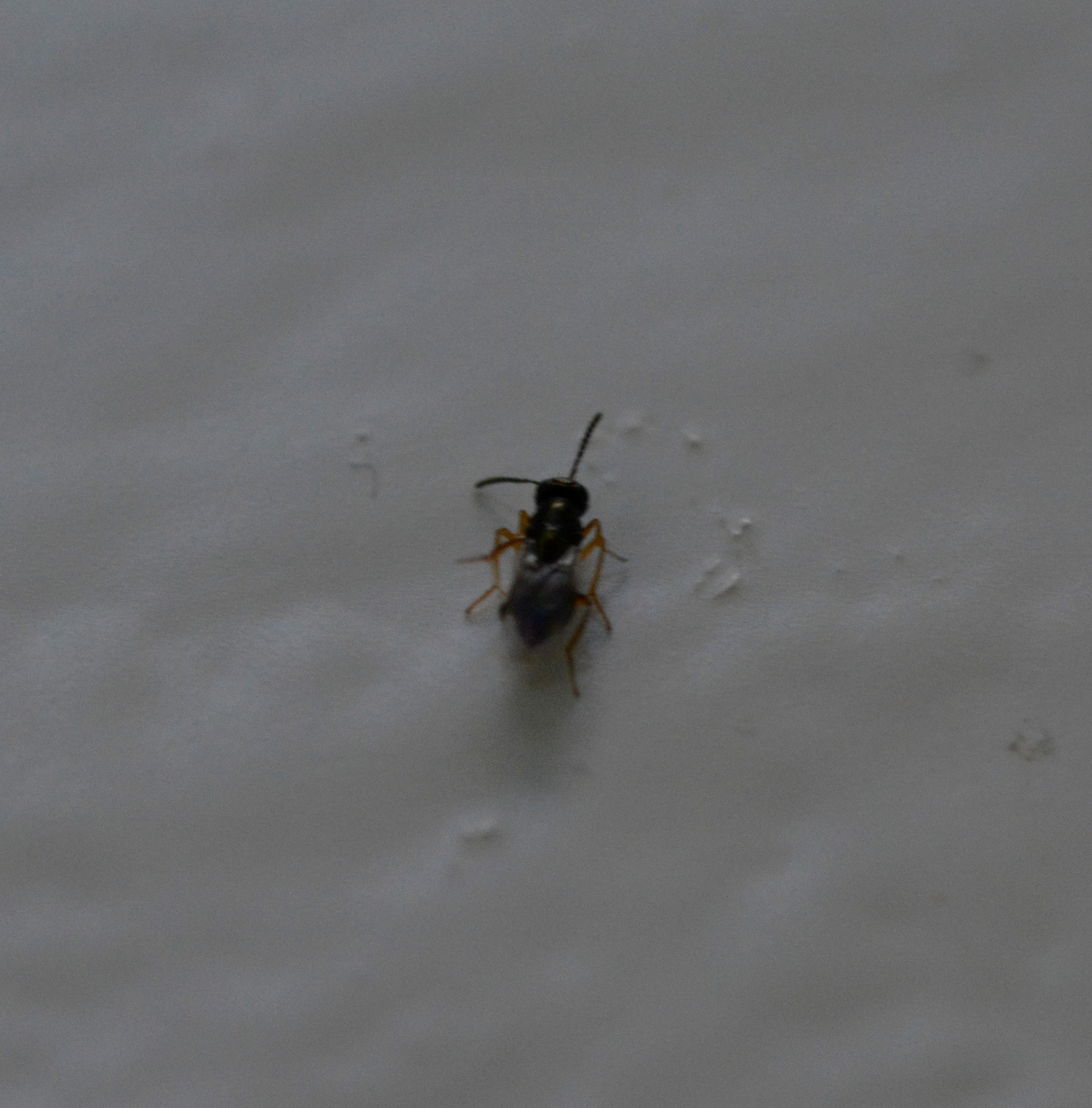 Picture for question