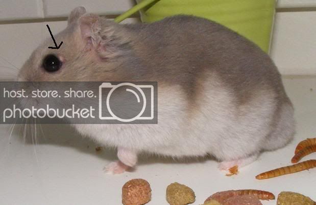 Plaatje bij antwoord