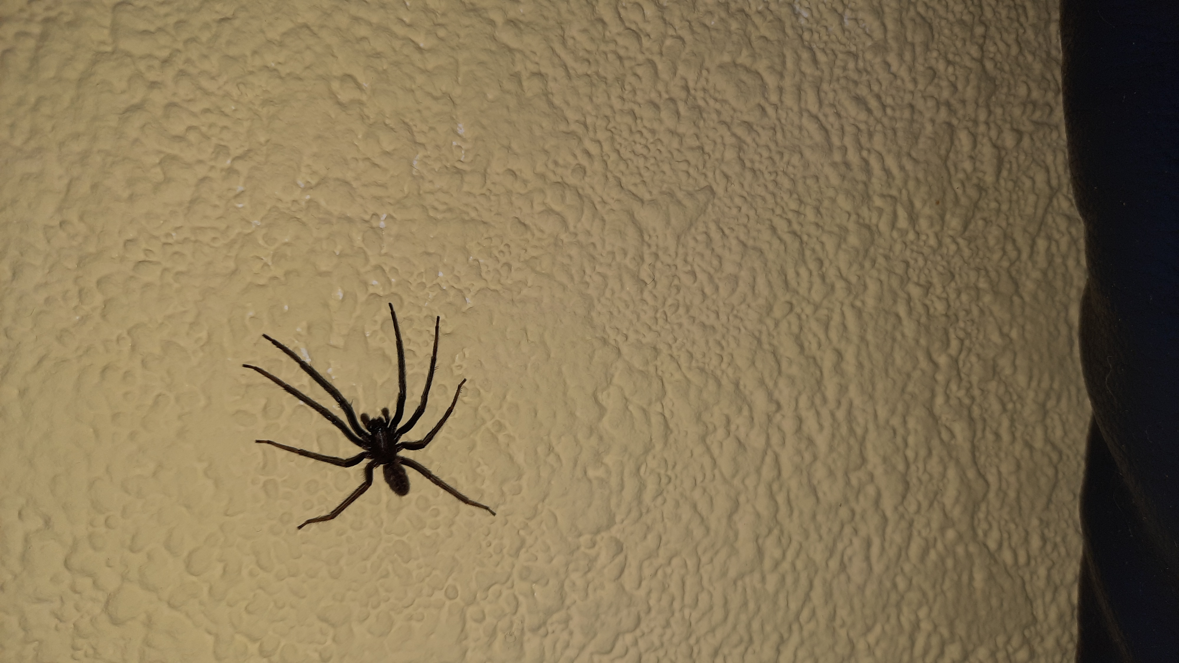 Picture for question