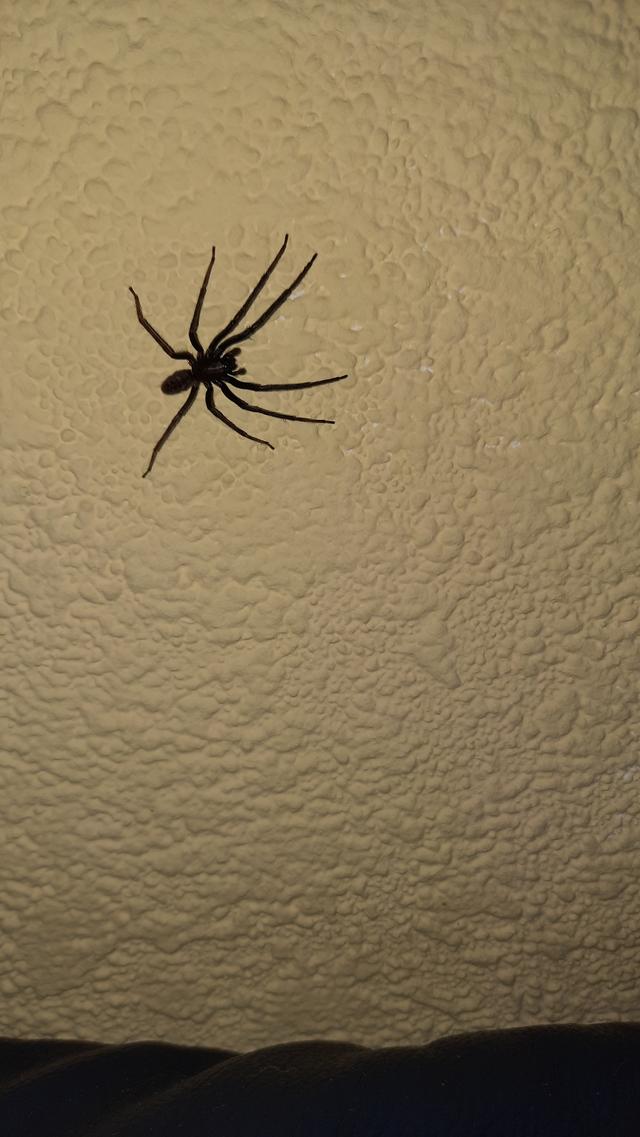 Picture for question