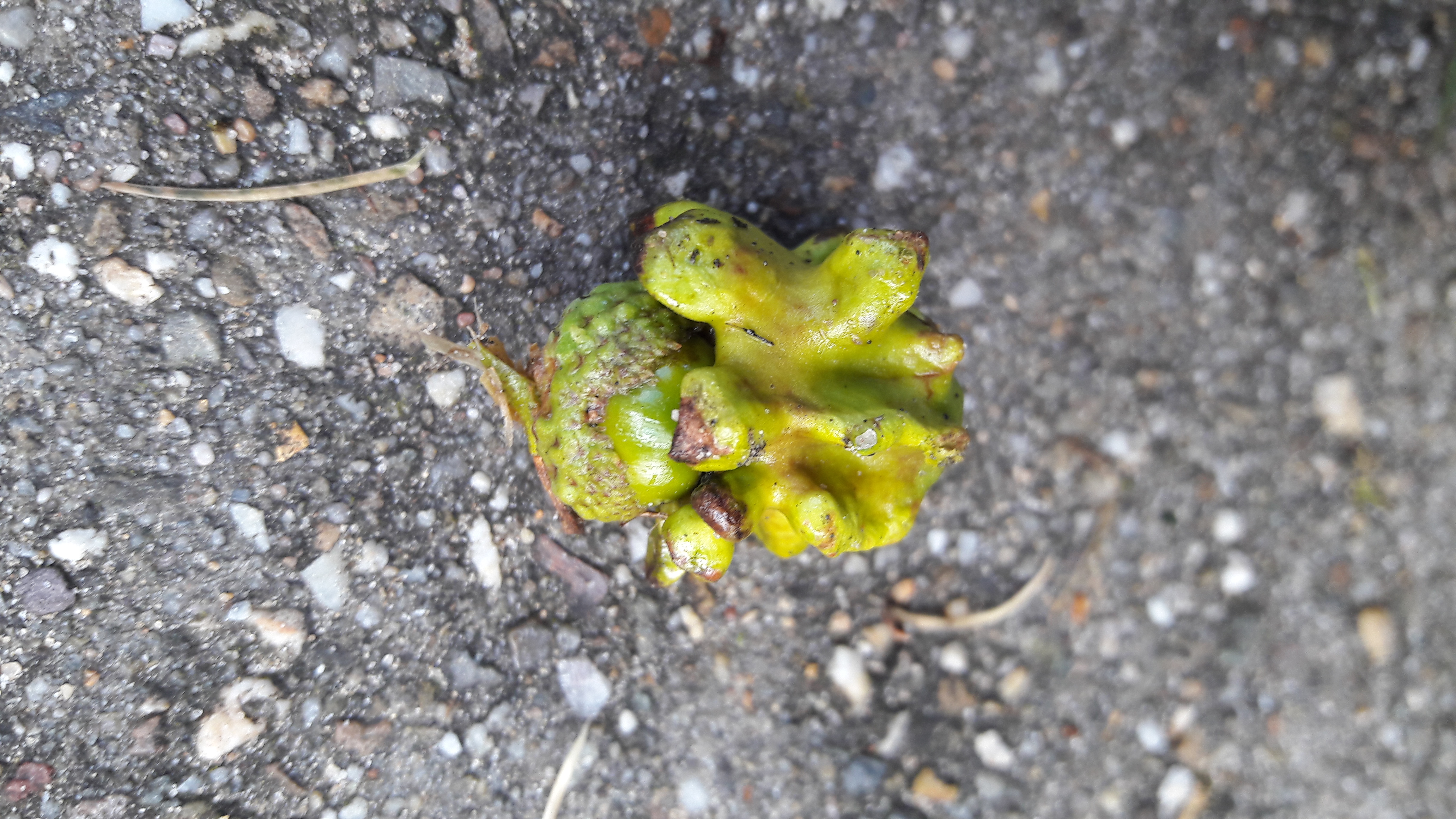 Picture for question