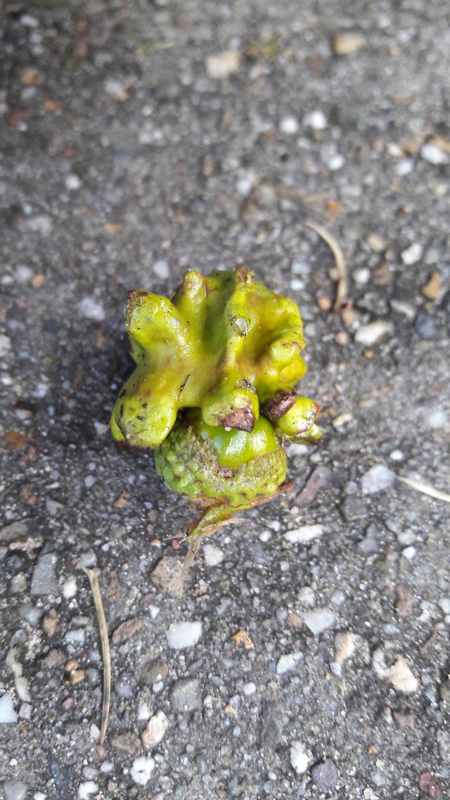 Picture for question