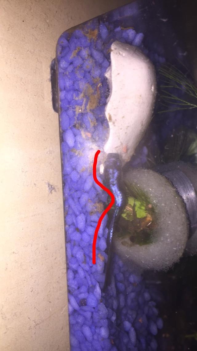 Picture for question