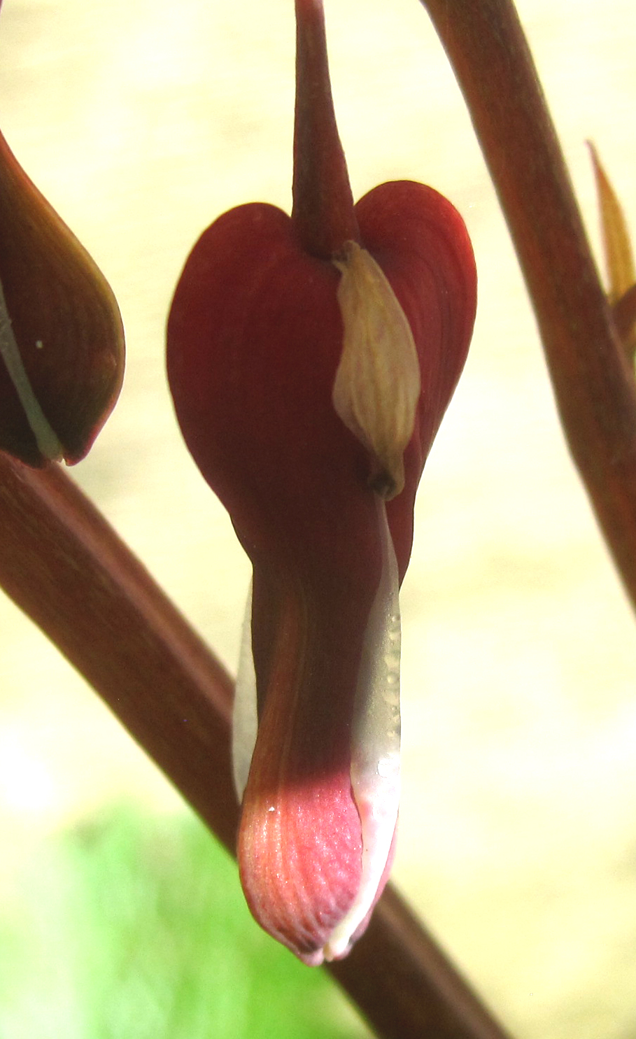 Picture for question