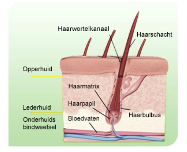 Plaatje bij antwoord