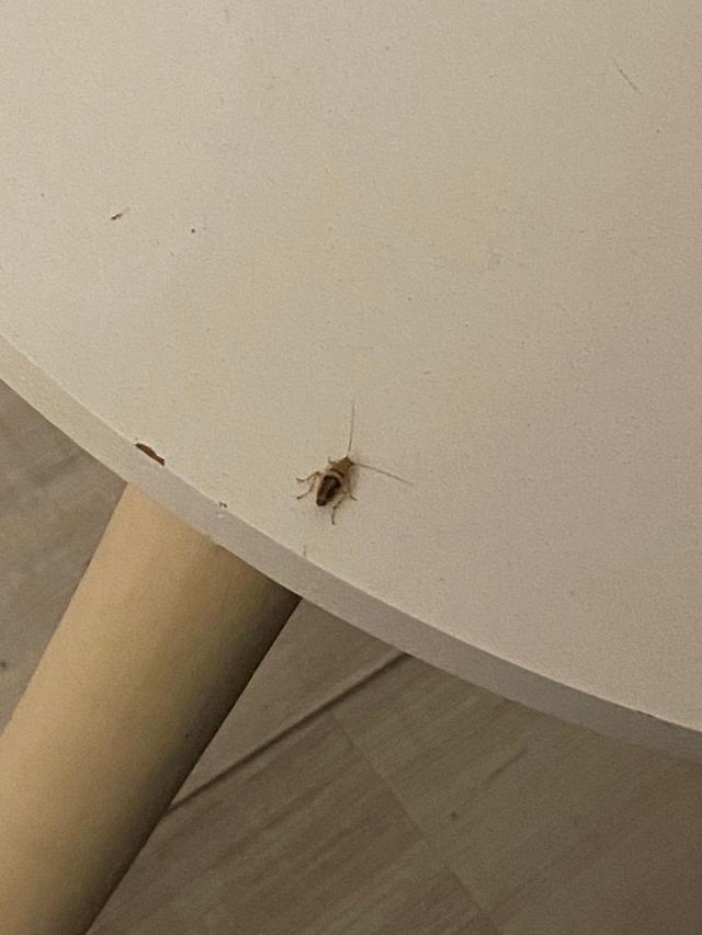 Picture for question