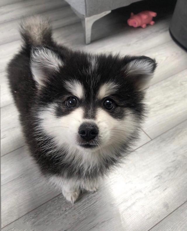 Picture for question