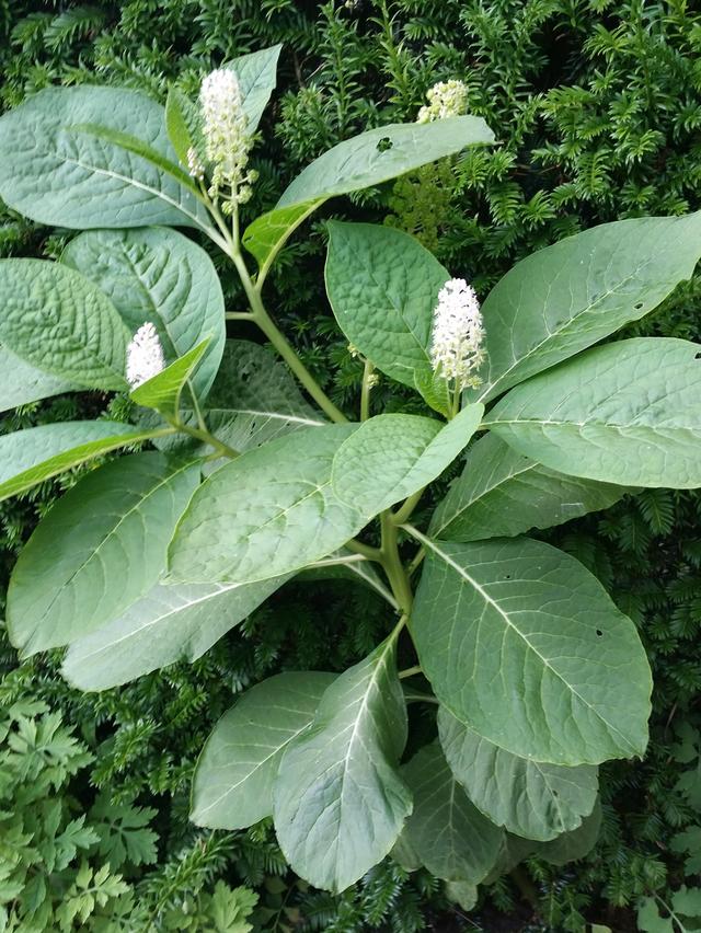 Picture for question