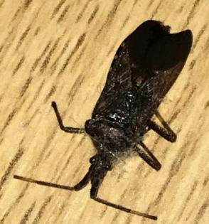 Picture for question