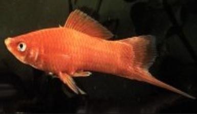 Plaatje bij antwoord