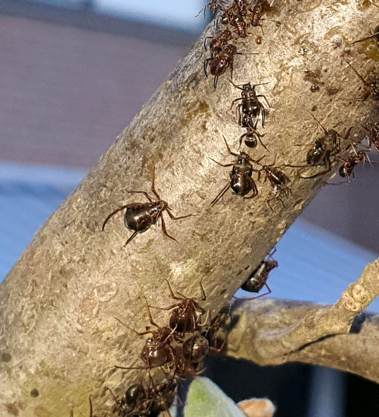 Picture for question