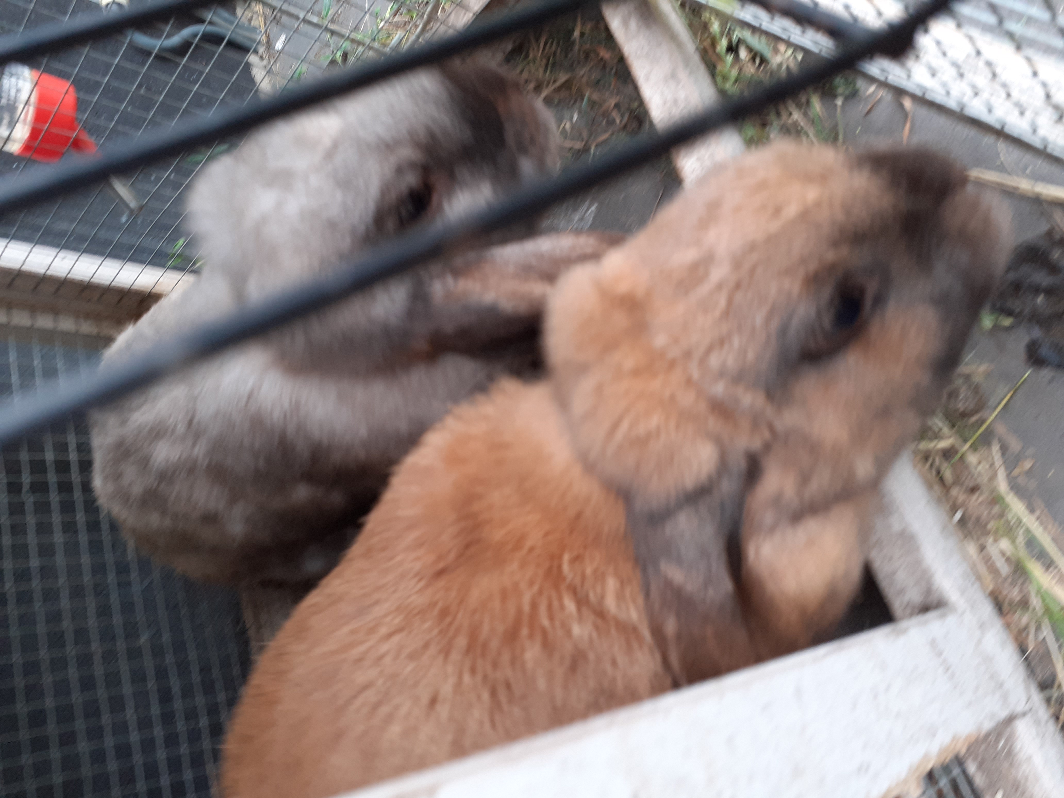 Picture for question