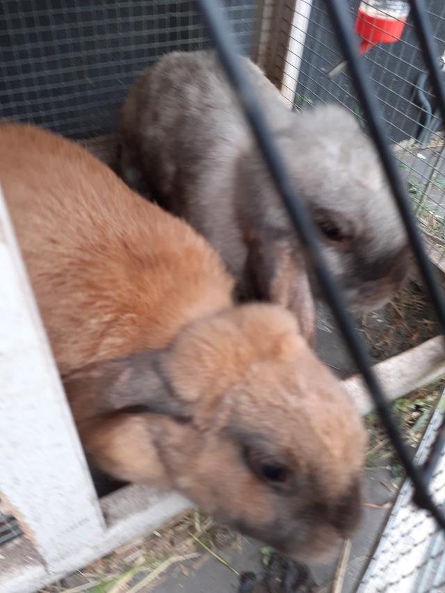 Picture for question