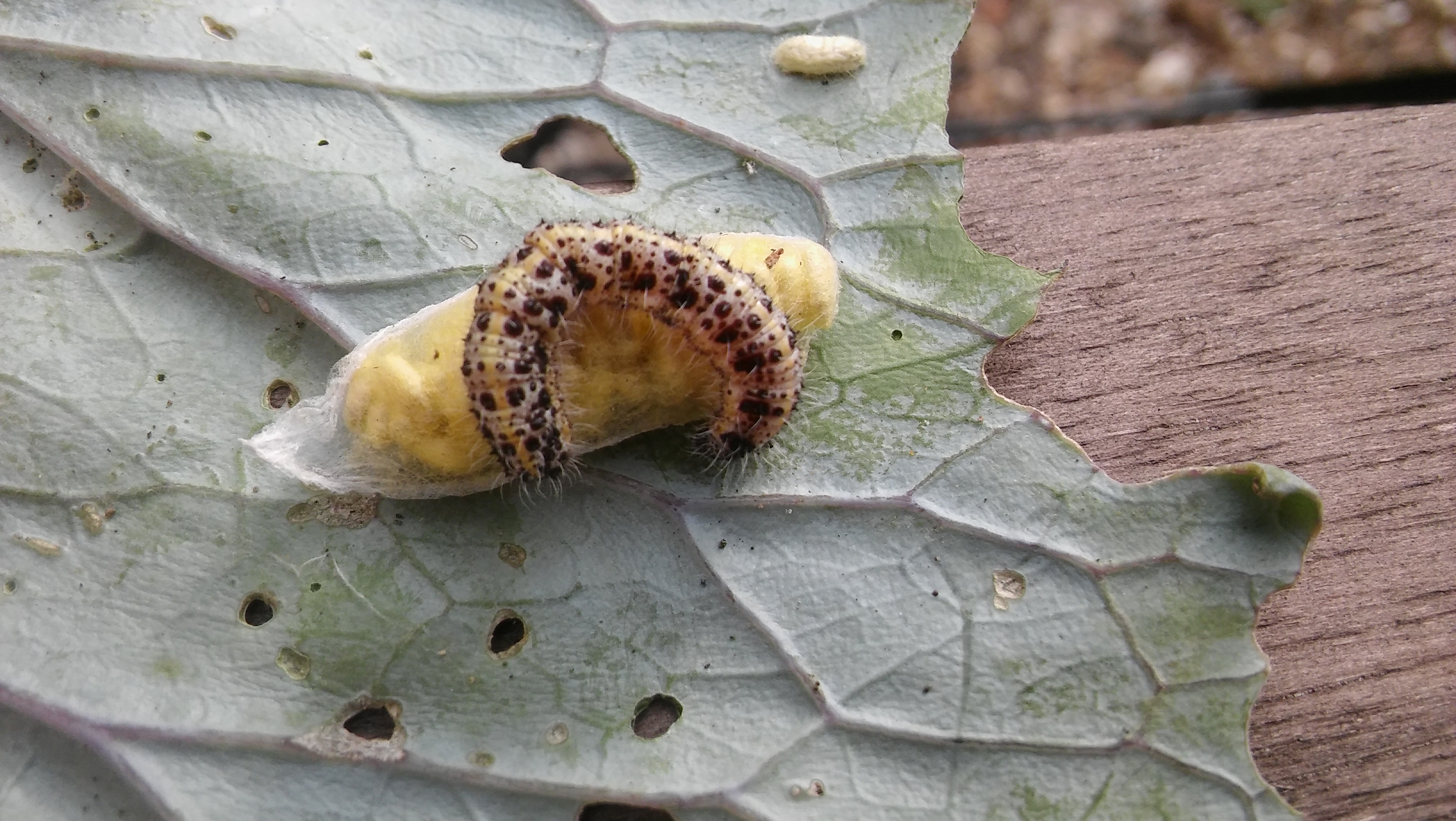 Picture for question