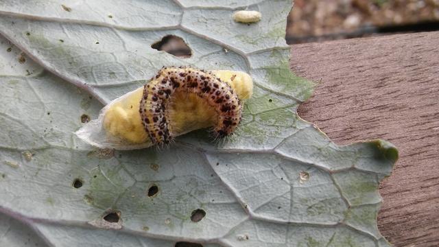 Picture for question