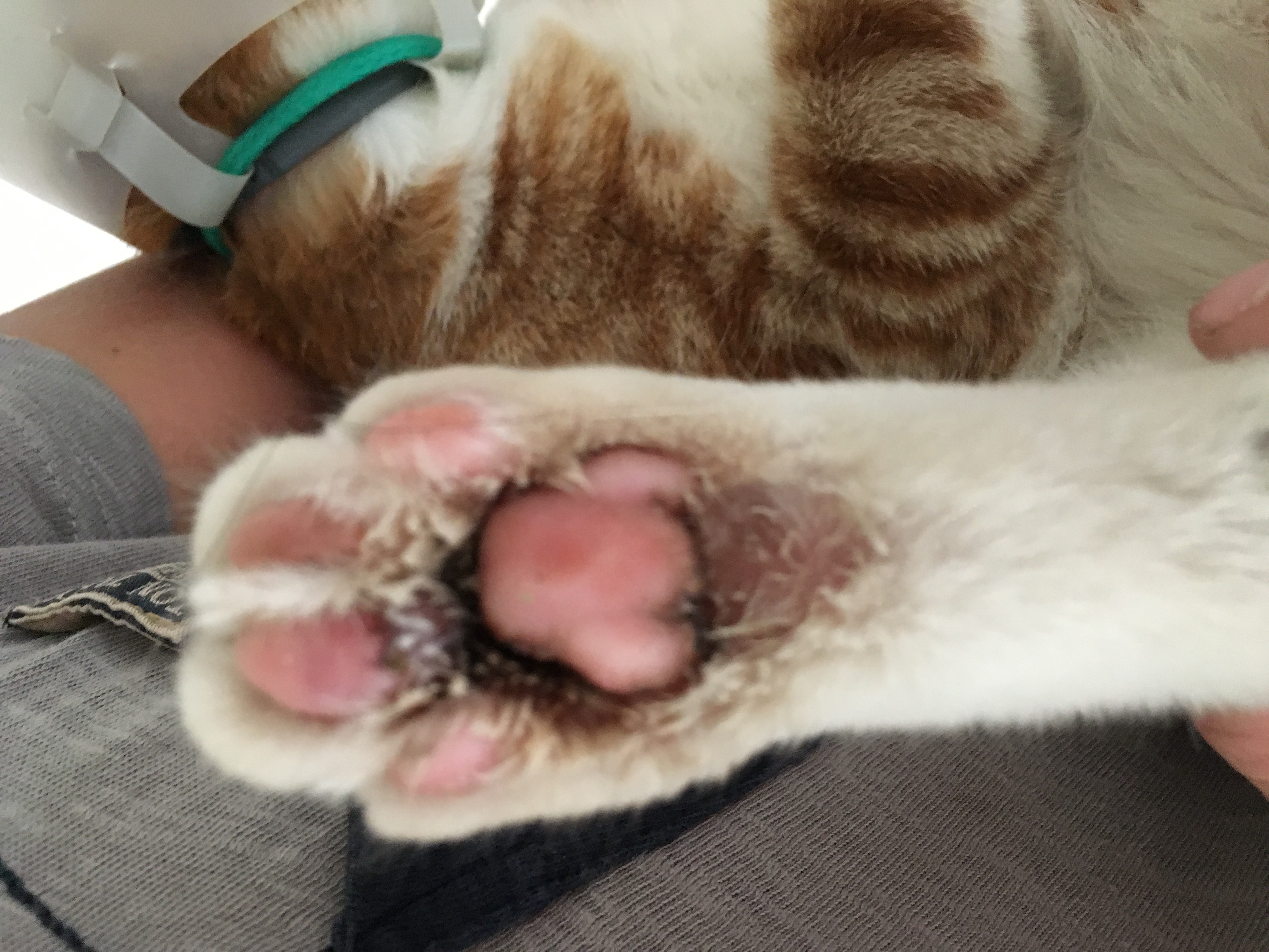 Picture for question