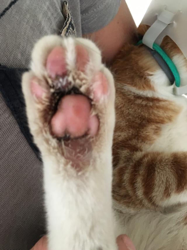 Picture for question