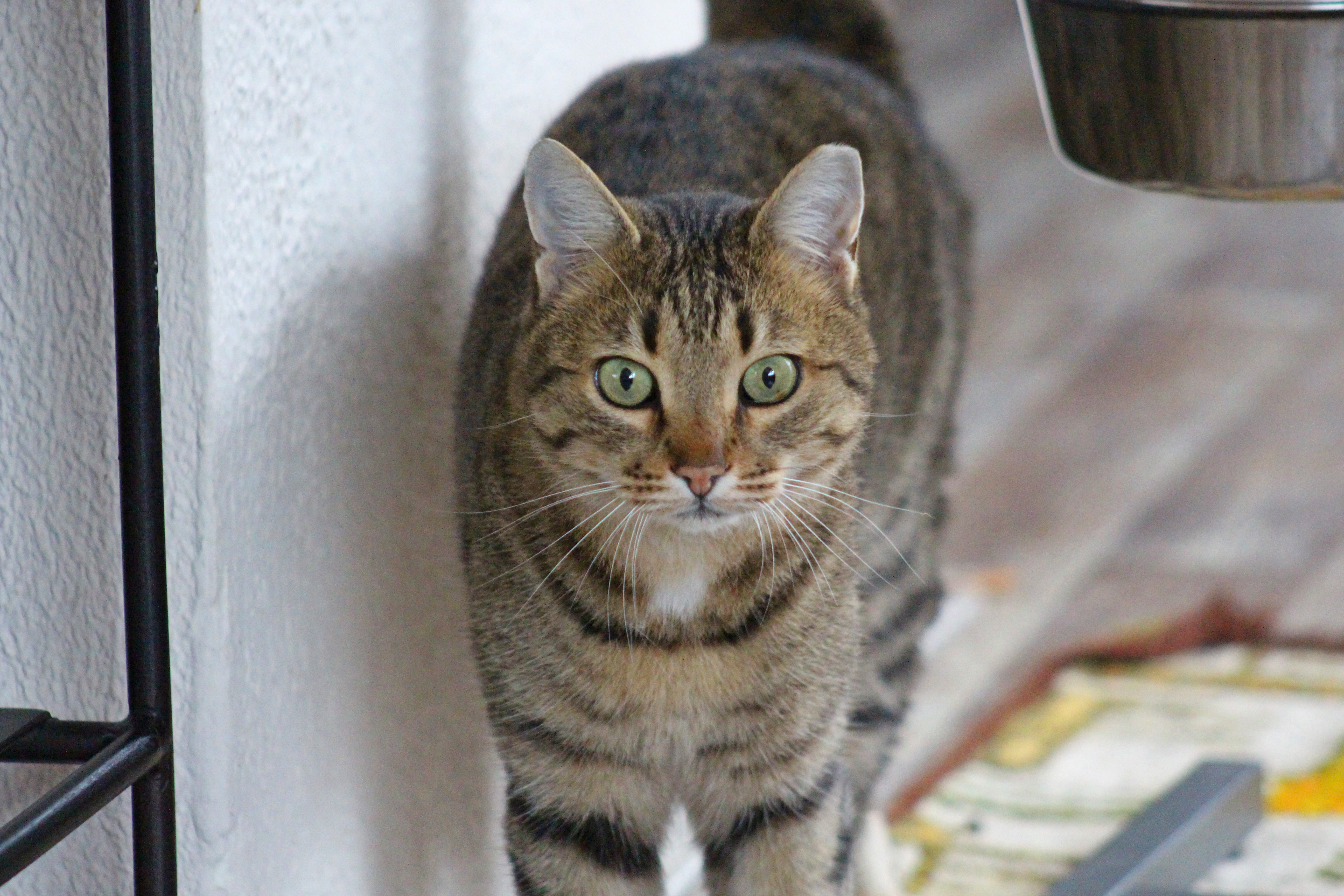 Picture for question