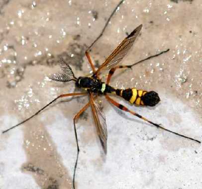 Plaatje bij antwoord