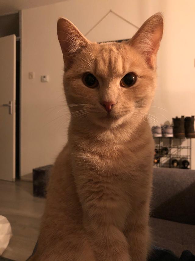 Picture for question