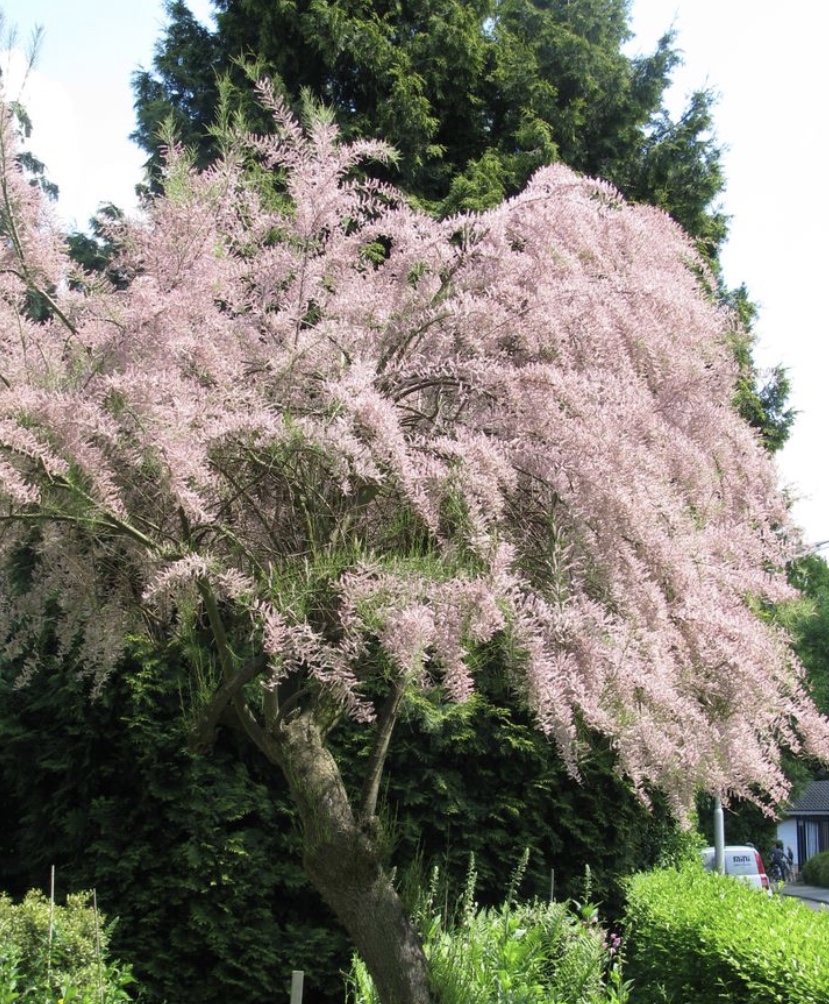 Plaatje bij antwoord