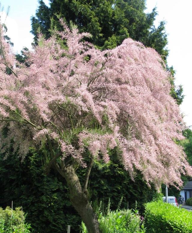 Plaatje bij antwoord