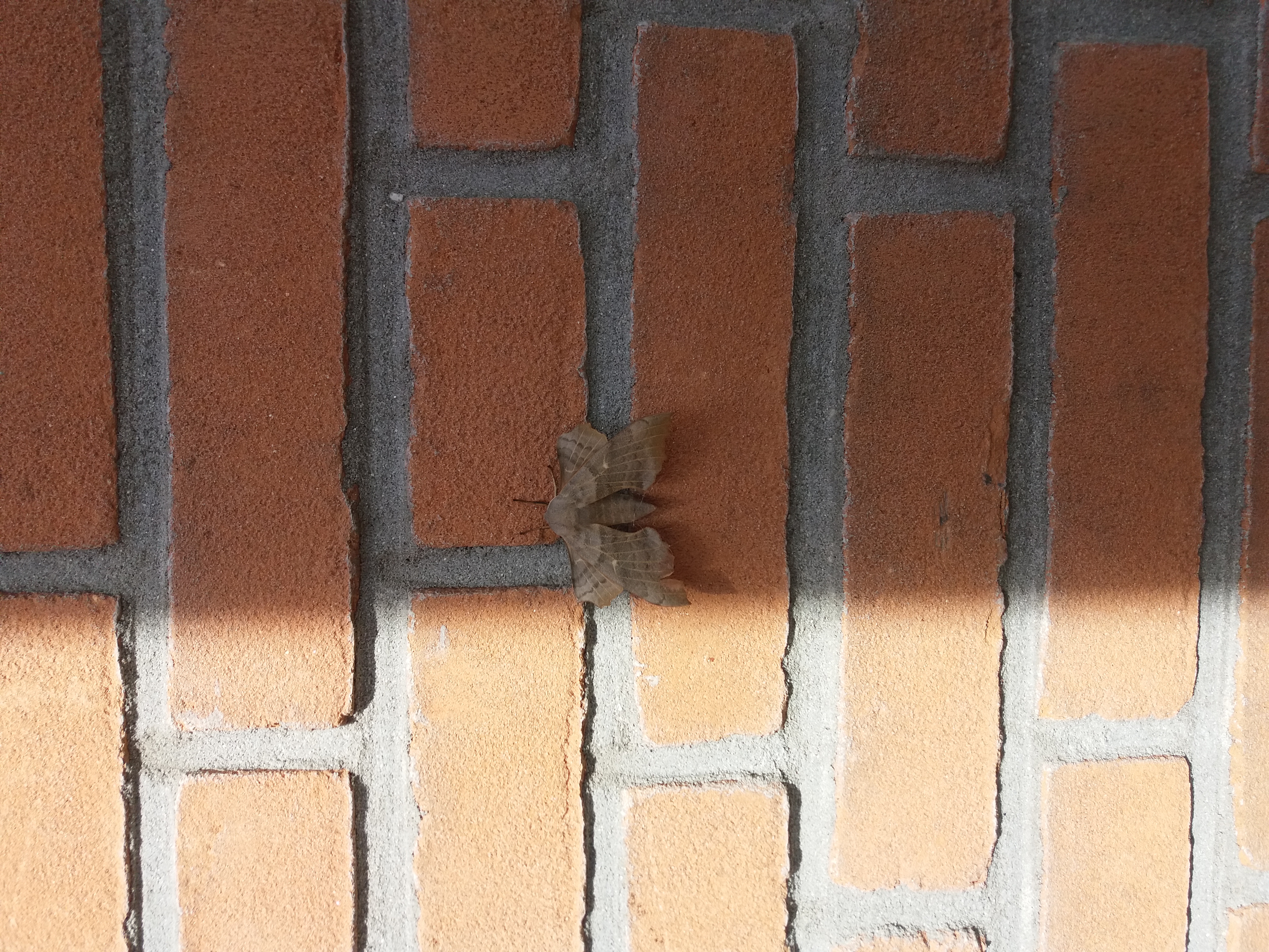 Picture for question