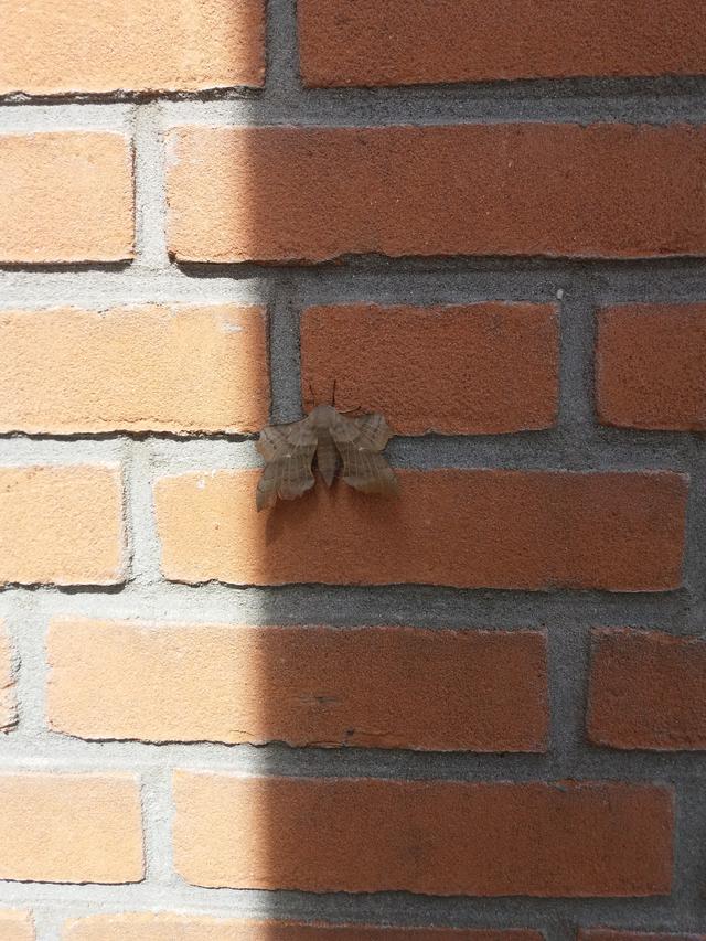 Picture for question